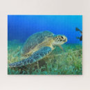 Recherche de algues puzzles Corail