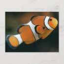 Recherche de nemo cartes postales Poisson clown