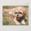 Recherche de lhasa cartes postales Lhassa