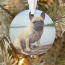 Search for french bulldog home living animals