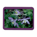 Recherche de columbines magnets Colorado