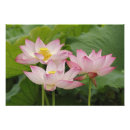 Recherche de chine posters Fleur