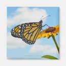 Search for monarch butterfly magnets Close up