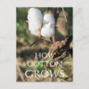 Recherche de de coton cartes postales Plante