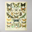 Recherche de imaginaire papillon posters Papillons