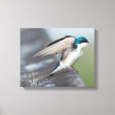 Search for tree swallow art Wildlife