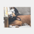Recherche de basenjis Jour