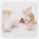 Search for white kitten stickers Horizontal