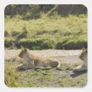 Search for leo the lion stickers Wildlife