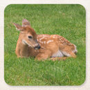 Search for fawn coasters Deer