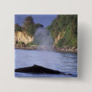 Search for orca whale accessories Coast