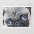 Recherche de dobx cartes postales Chiot