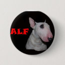 Recherche de chien de taureau badges Chiens