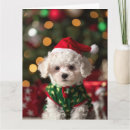 Recherche de bichon frise christmas cards Pour tous
