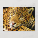 Recherche de jaguar cartes postales Chat
