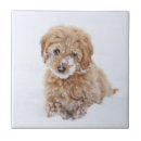 Recherche de races de chien carreaux Mignon