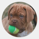 Search for french mastiff stickers Dog