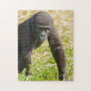 Search for gorilla puzzles Wildlife