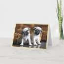 Search for attentive cards invites Animal