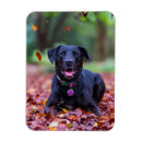 Search for labradore magnets Pet
