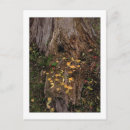 Search for stumping postcards Tree