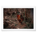 Recherche de coq photographie Ferme