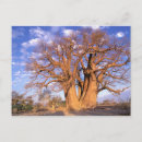 Recherche de baobab cartes postales Safari