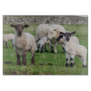 Recherche de moutons planches à découper Mignon