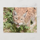 Search for kawaii postcards Cool