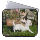 Recherche de faon ordinateurs portables protections Photographe canin