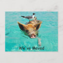Recherche de porc drôle invitations Humour