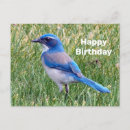 Recherche de blue jay birthday cards Jolie