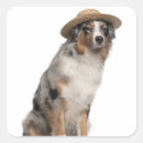 Search for sit ups stickers Domestic animals