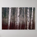 Recherche de arbre de bouleau posters Bois