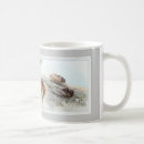 Search for cicada mugs Insect