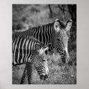 Search for zebra photo posters Wildlife