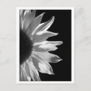 Search for digital photo postcards Flower