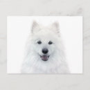 Search for samoyed dog postcards Puppy