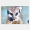 Search for meerkat wrapping paper Wild animals