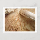Search for stool postcards Mushroom