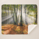 Search for misty blankets Forest