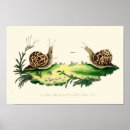 Recherche de et escargot posters Vintage