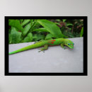 Recherche de geckos posters Animal