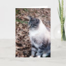 Search for pretty kitty cards Tabby