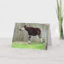 Recherche de okapi cartes postales Pour tous