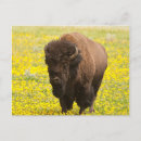 Recherche de faune flore cartes postales Animaux