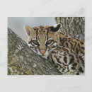 Search for felis postcards Ocelot