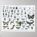 Recherche de entomologie posters Insectes scolaires