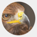 Search for eagle feather stickers Nature