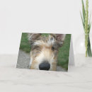 Recherche de picardie cartes postales Amoureux des chiens